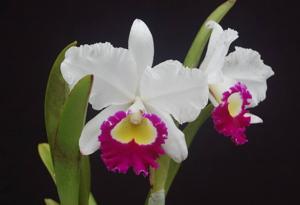 Rhyncholaeliocattleya Blanche Aisaka