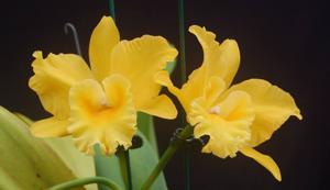 Rhyncholaeliocattleya Haw Yuan Gold