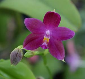 Phalaenopsis Germaine Vincent