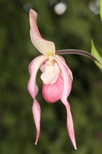 Phragmipedium Schroderae