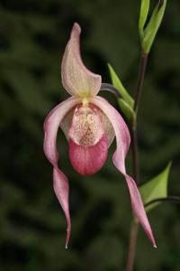 Phragmipedium Schroderae