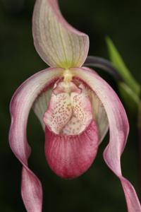 Phragmipedium Schroderae