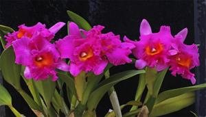 Rhyncholaeliocattleya Pink Empress