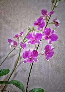 Dendrobium Oh Swee Eng