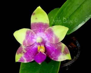 Phalaenopsis Princess Kaiulani