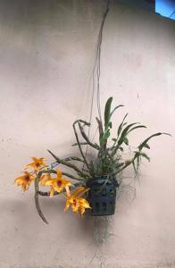 Dendrobium Chanthaboon Sunrise