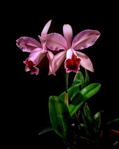 Cattleya Oh Hock Neo