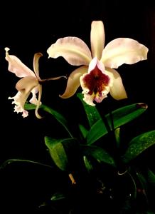 Cattleya Oh Hock Neo