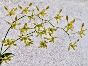 Dendrobium Ambrosian Jade