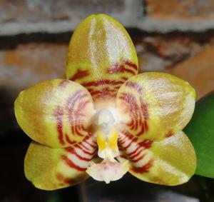 Phalaenopsis Yaphon Grow Up