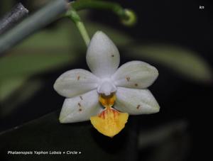 Phalaenopsis Yaphon Lobspis