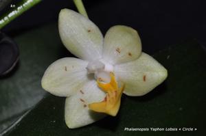 Phalaenopsis Yaphon Lobspis