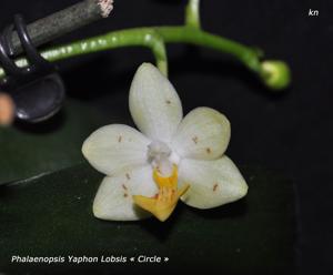 Phalaenopsis Yaphon Lobspis