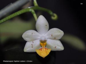 Phalaenopsis Yaphon Lobspis