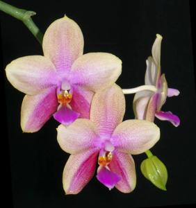 Phalaenopsis Sweet Memory