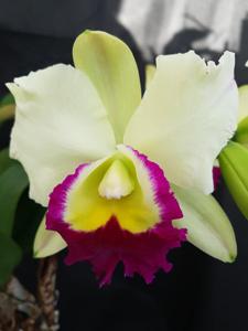 Rhyncholaeliocattleya Memoria Anna Balmores