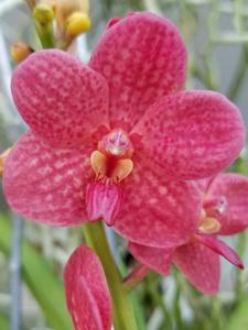 Vanda Peggy Foo