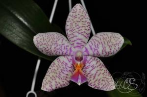 Phalaenopsis Samba