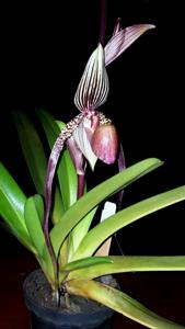 Paphiopedilum Jan Ragan