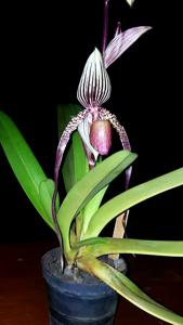 Paphiopedilum Jan Ragan