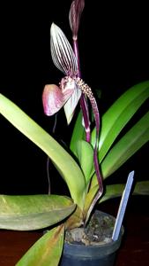 Paphiopedilum Jan Ragan