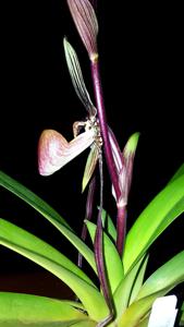 Paphiopedilum Jan Ragan