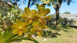 Vanda Nathan's Spotted Sunrays