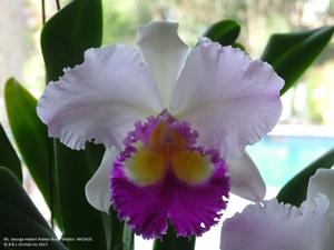 Rhyncholaeliocattleya George Herbert Walker Bush