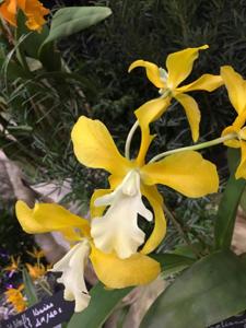 Laeliocatanthe Inge Graf