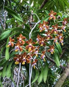 Vanda Naeem Ramatally