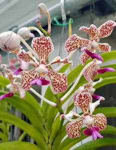 Vanda Suavicolor