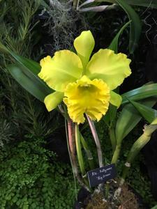 Rhyncholaeliocattleya Kat Green Power