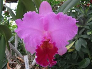 Rhyncholaeliocattleya Tribute