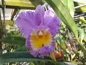 Rhyncholaeliocattleya Donna Kimura