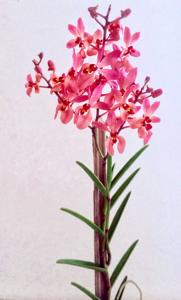 Mayara Ambrosian Cherubim