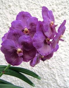 Vanda Tristar Blue