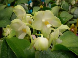 Phalaenopsis Zheng Min Chrysoberyl