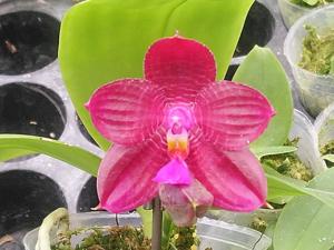 Phalaenopsis Zheng Min Cardinals