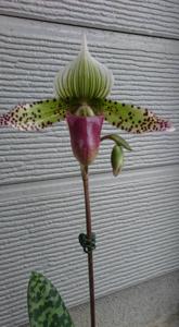 Paphiopedilum Makuli