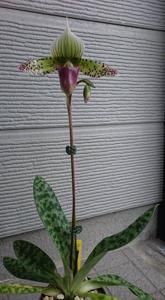 Paphiopedilum Makuli