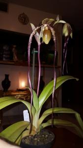 Paphiopedilum QF Paul Parks Junior