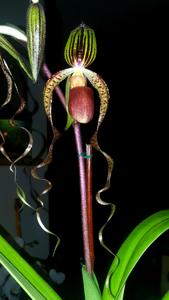 Paphiopedilum Chiu Hua Dancer