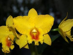 Rhyncholaeliocattleya Memoria Jim Nickou