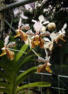 Vanda Paquita's Lambana