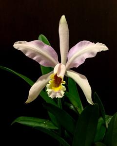 Cattleya Ai Lin Chew Tan
