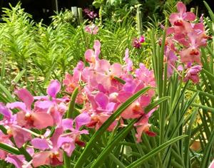 Papilionanda Tom Bernardin