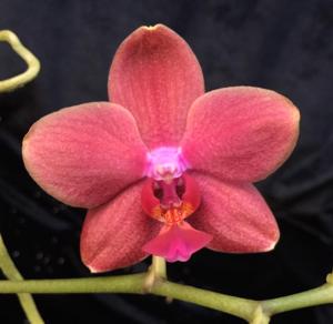Phalaenopsis Pylo's Texas Fireworks