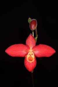 Phragmipedium Jason Fischer