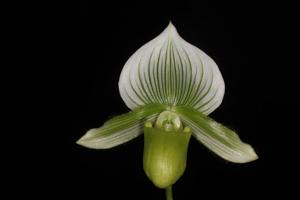 Paphiopedilum Hilo Green Mountain