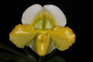 Paphiopedilum Stone Lovely